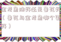 金龙鱼油好还是鲁花好（鲁花与金龙鱼哪个更好）